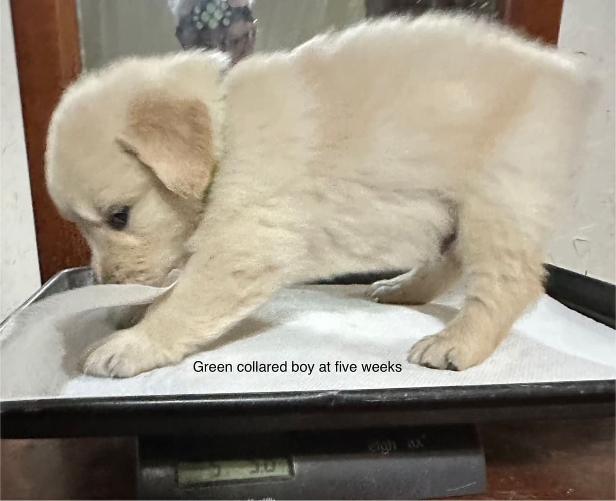 CREAM AKC Golden Retriever Puppies breeder image 4