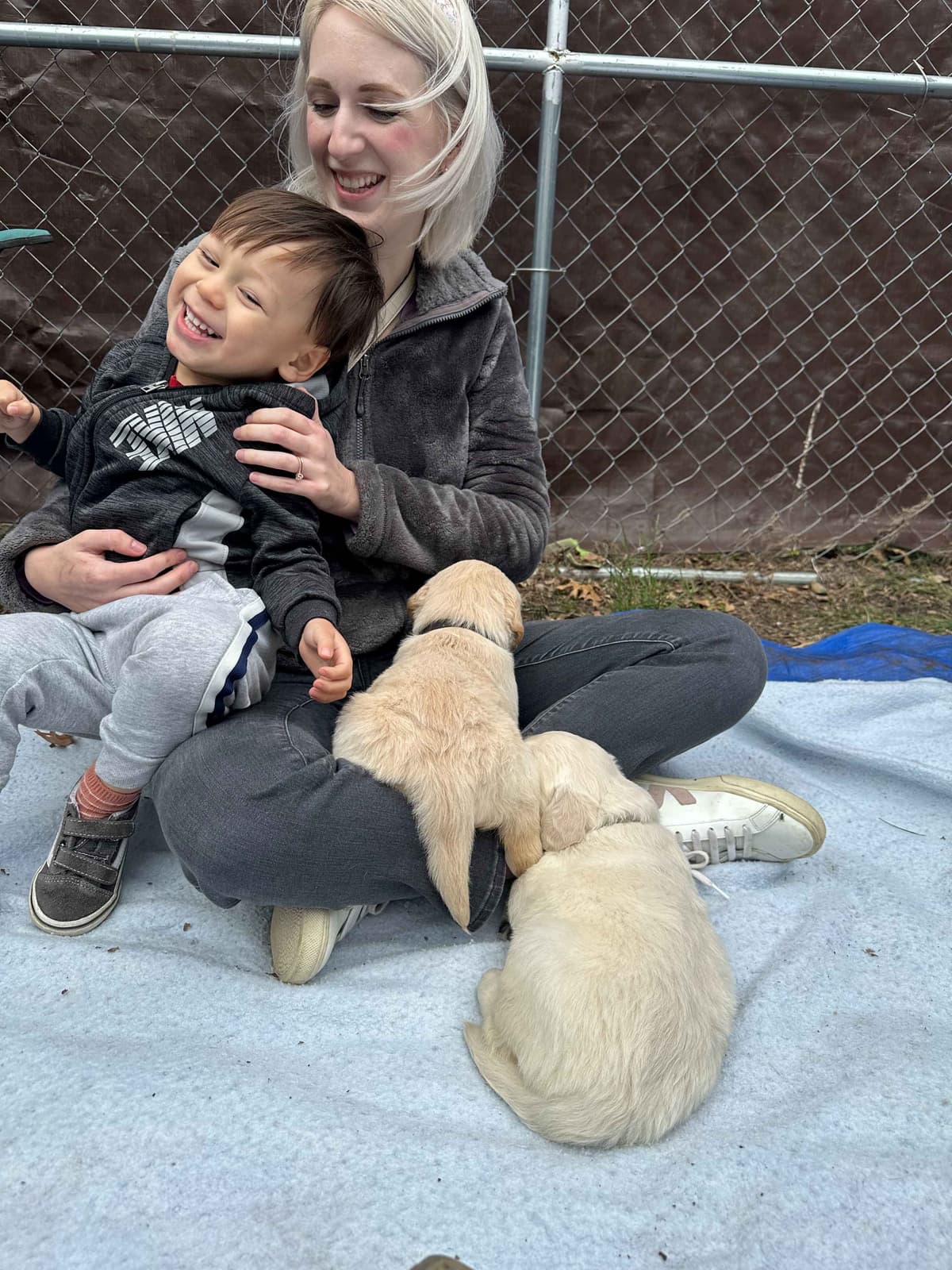 CREAM AKC Golden Retriever Puppies breeder image 10