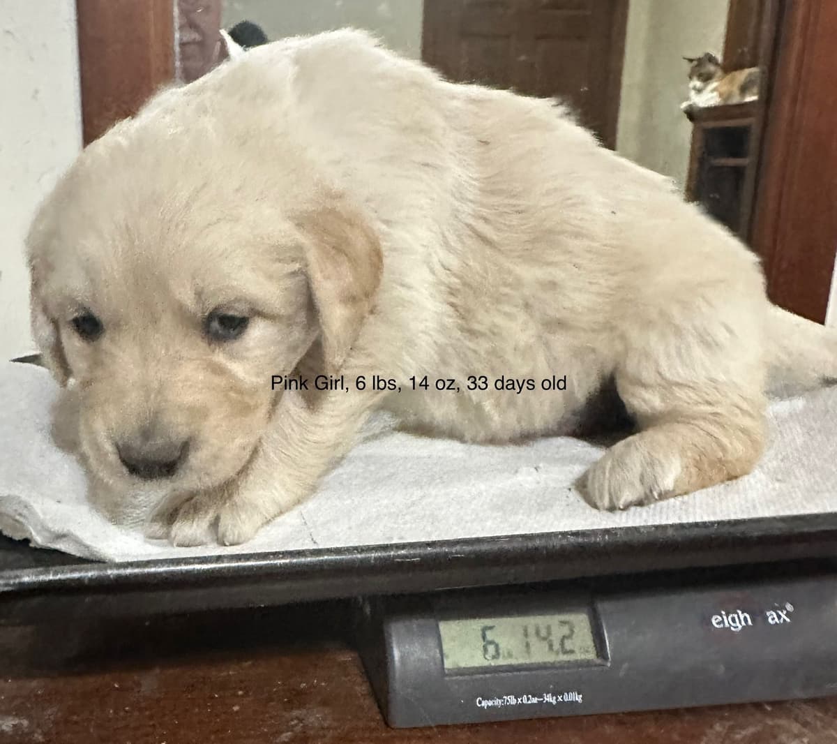 CREAM AKC Golden Retriever Puppies breeder image 1