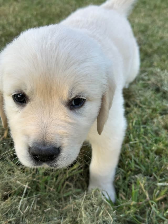 CREAM AKC Golden Retriever Puppies media 2