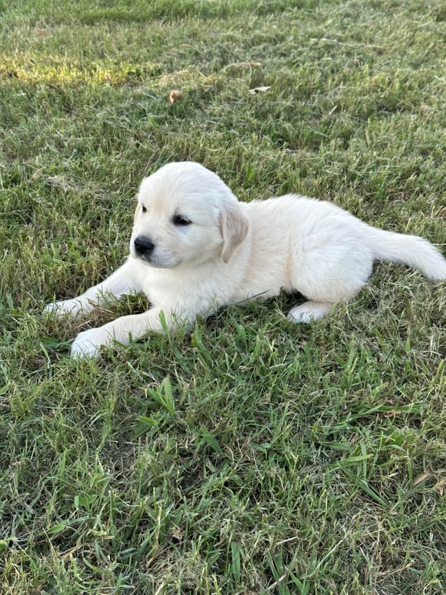 CREAM AKC Golden Retriever Puppies media 4