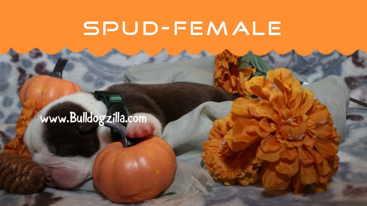 Bulldog Puppies breeder image 1