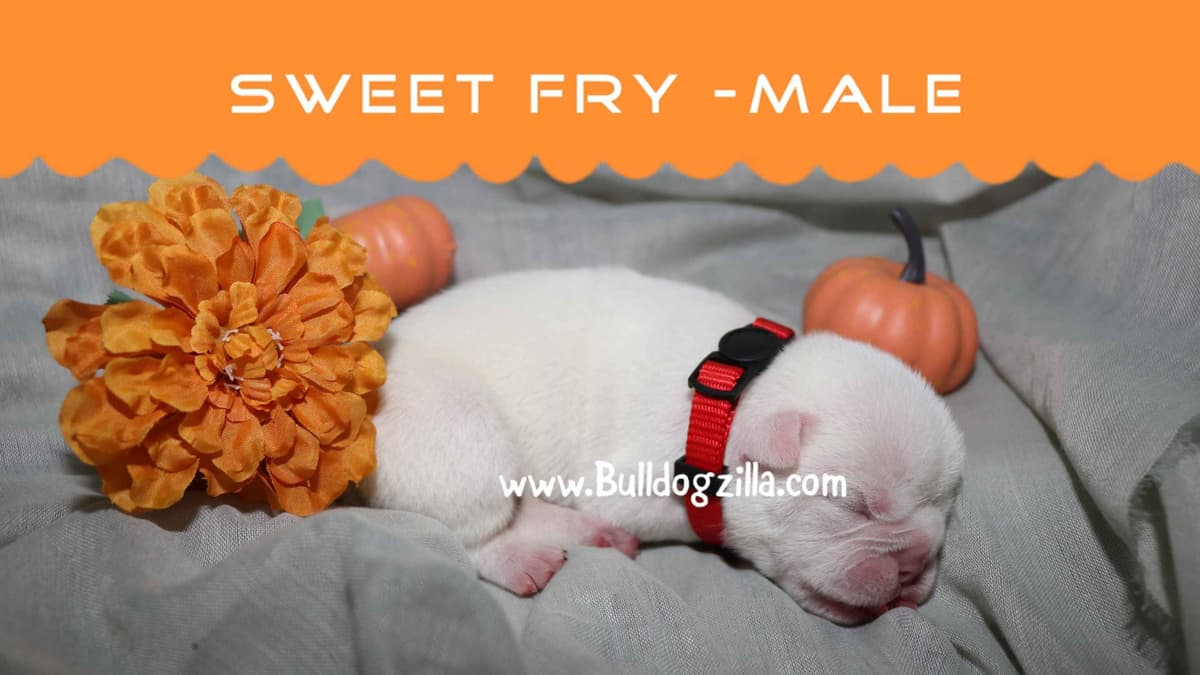 Bulldog Puppies breeder image 2