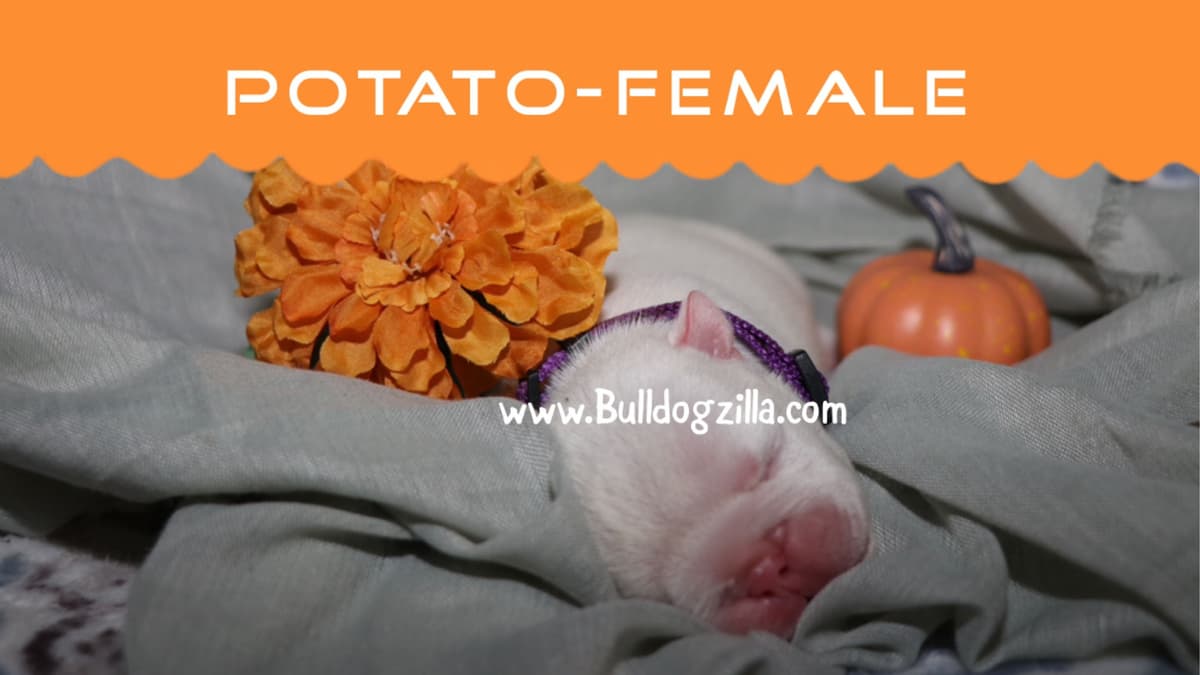 Bulldog Puppies breeder image 3