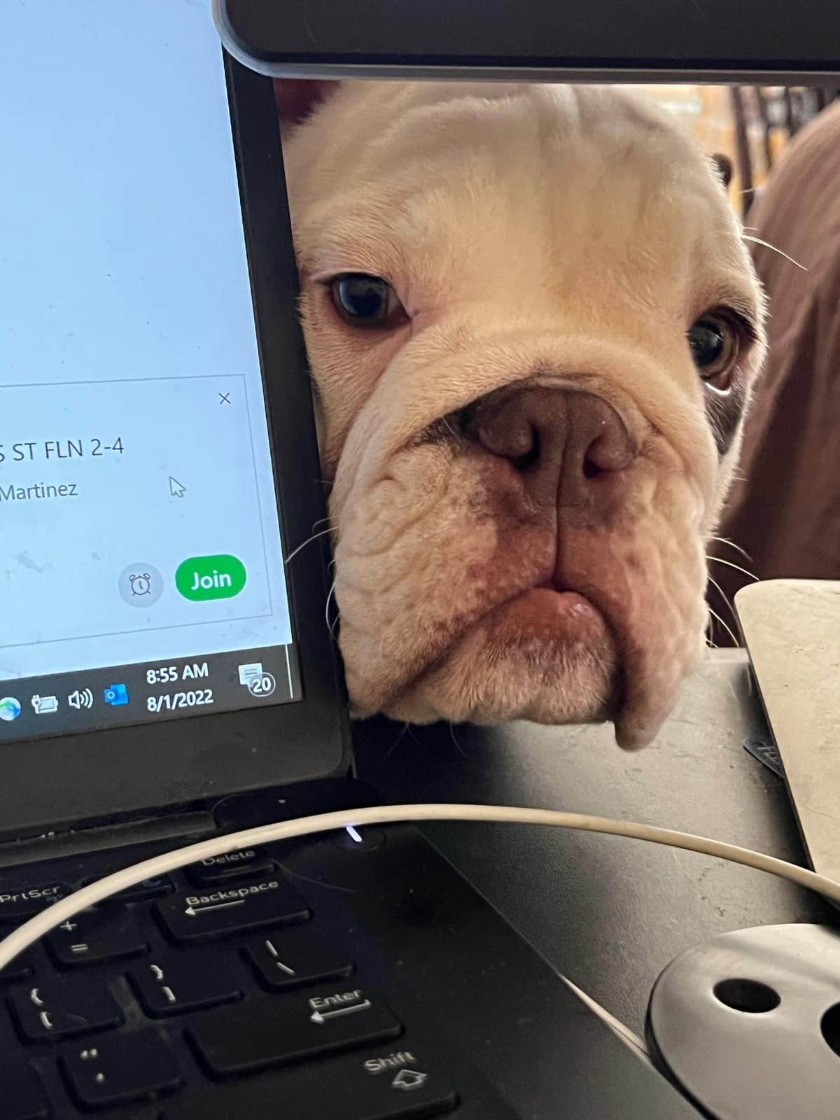 Bulldog Puppies breeder image 9