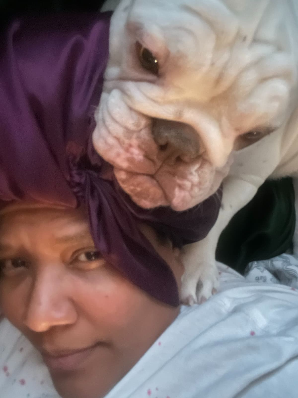 Bulldog Puppies breeder image 11