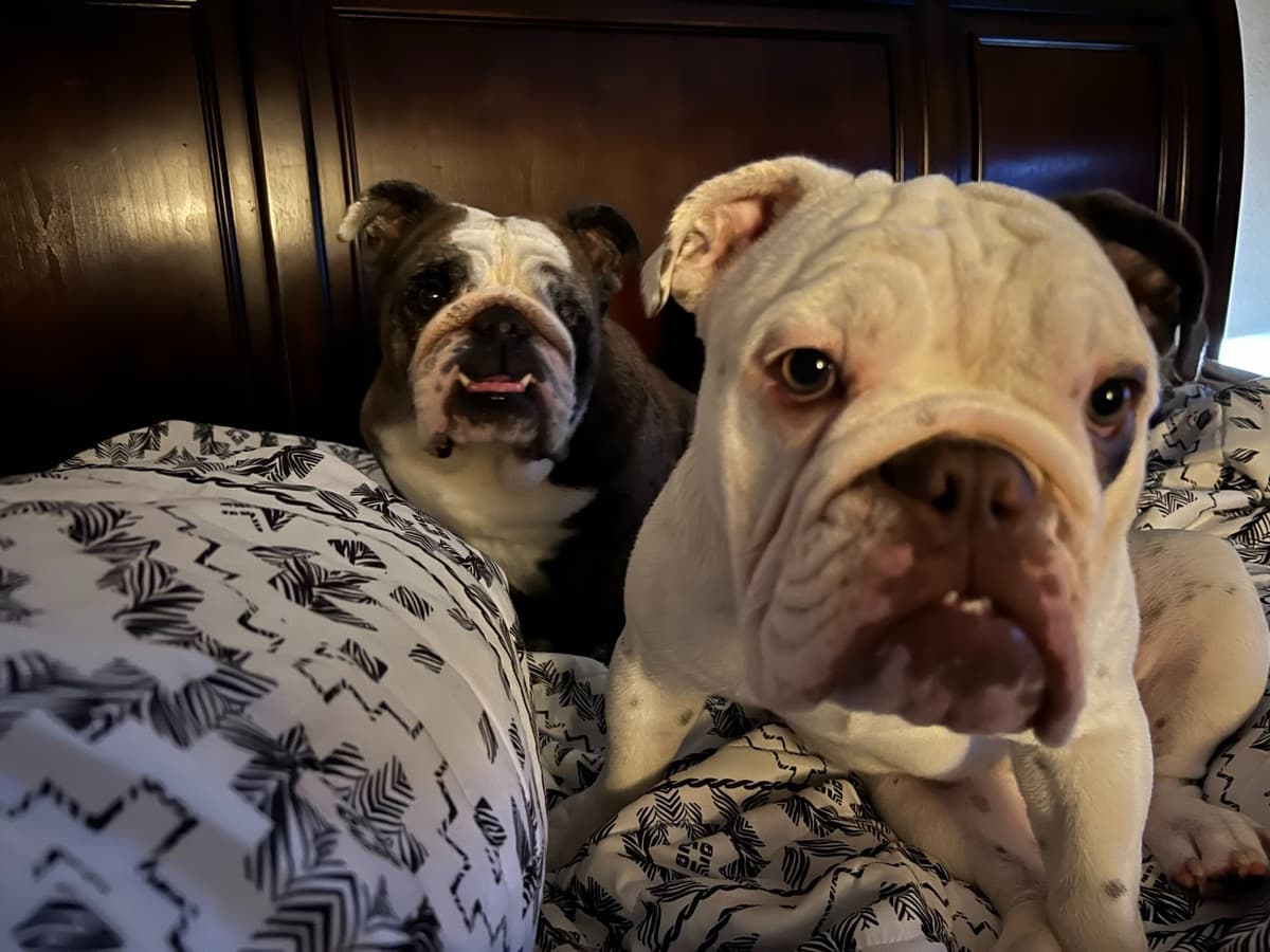 Bulldog Puppies breeder image 13