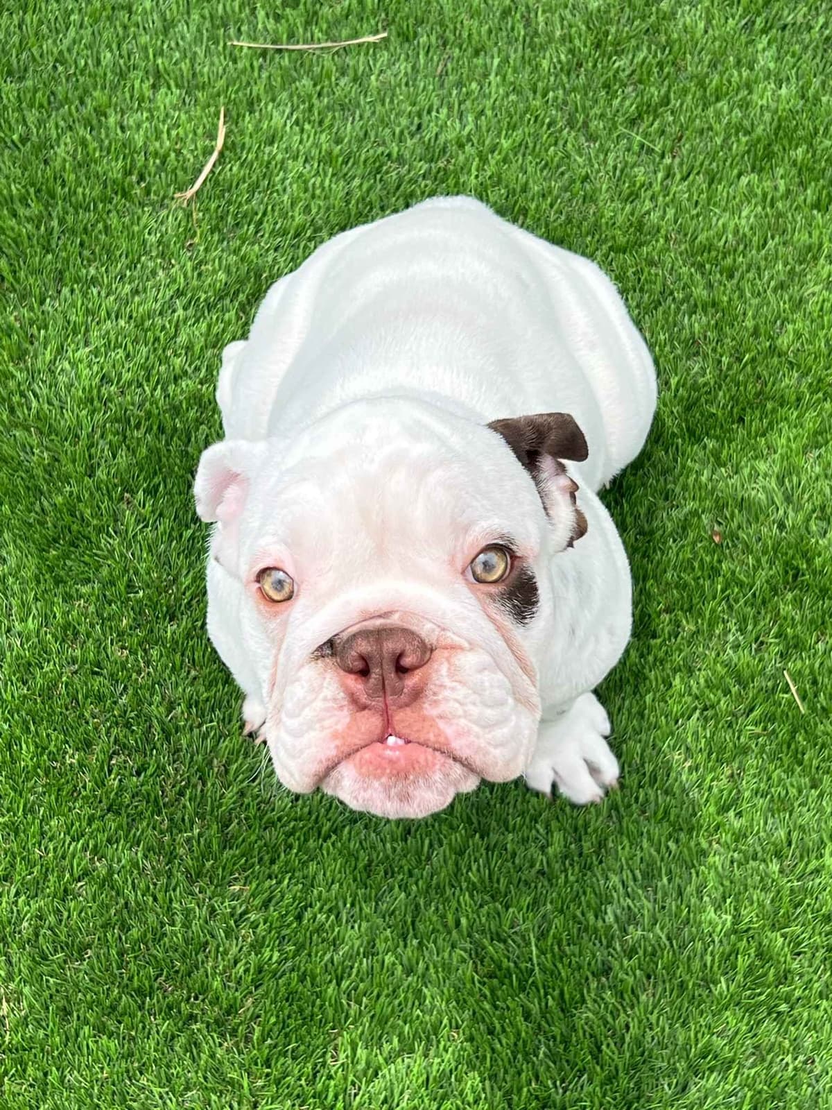 Bulldog Puppies breeder image 14