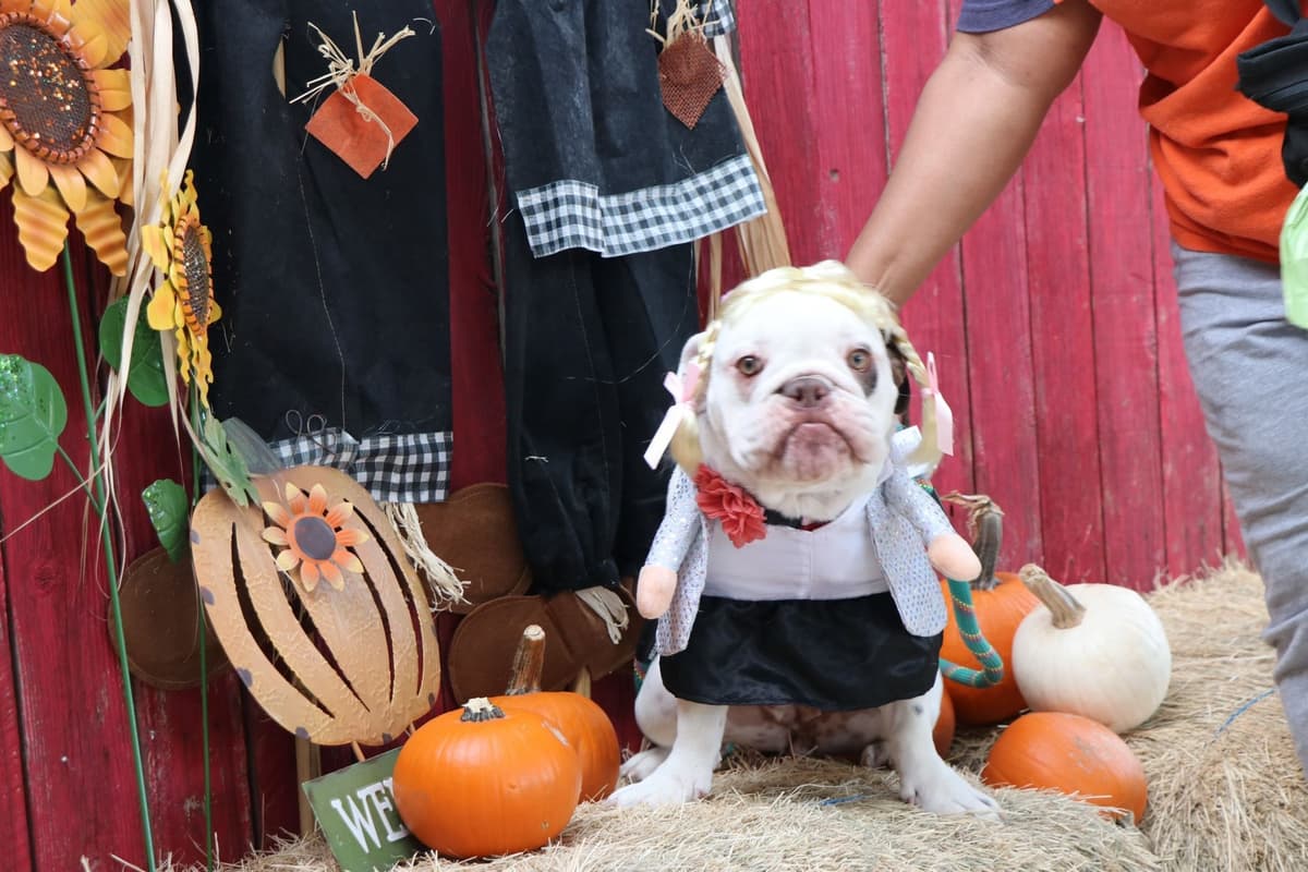 Bulldog Puppies breeder image 15