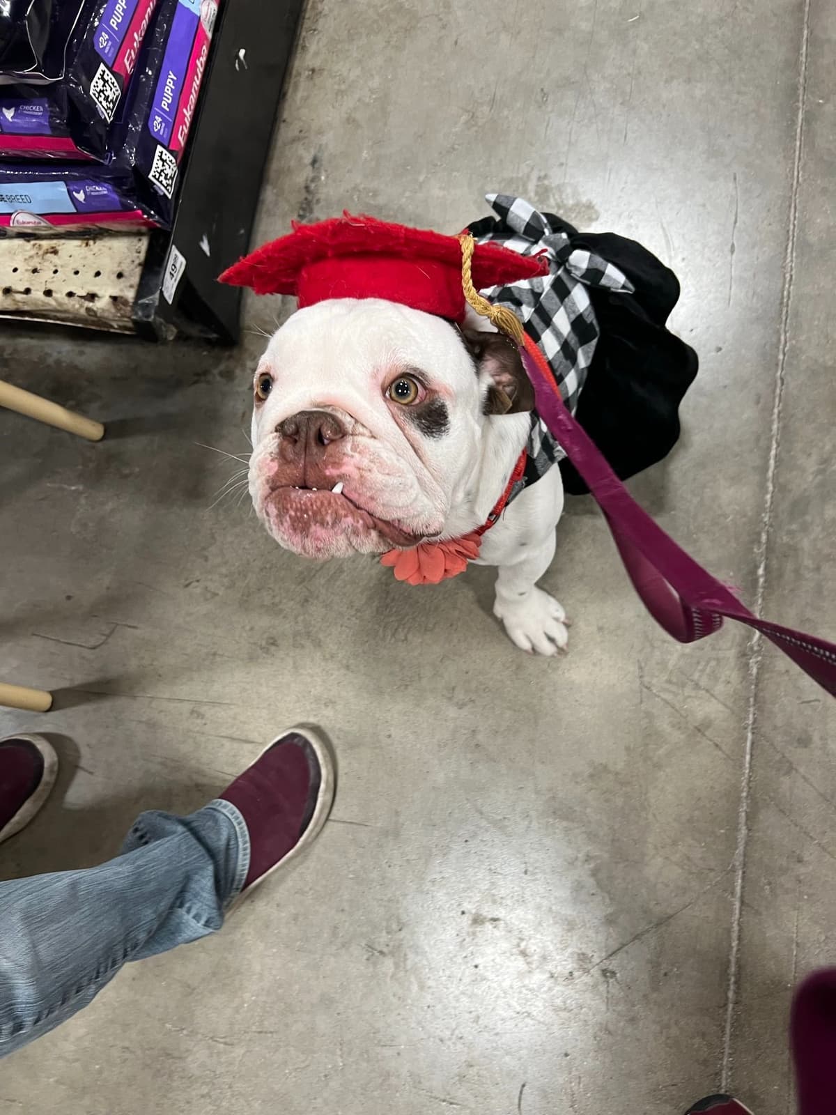 Bulldog Puppies breeder image 18