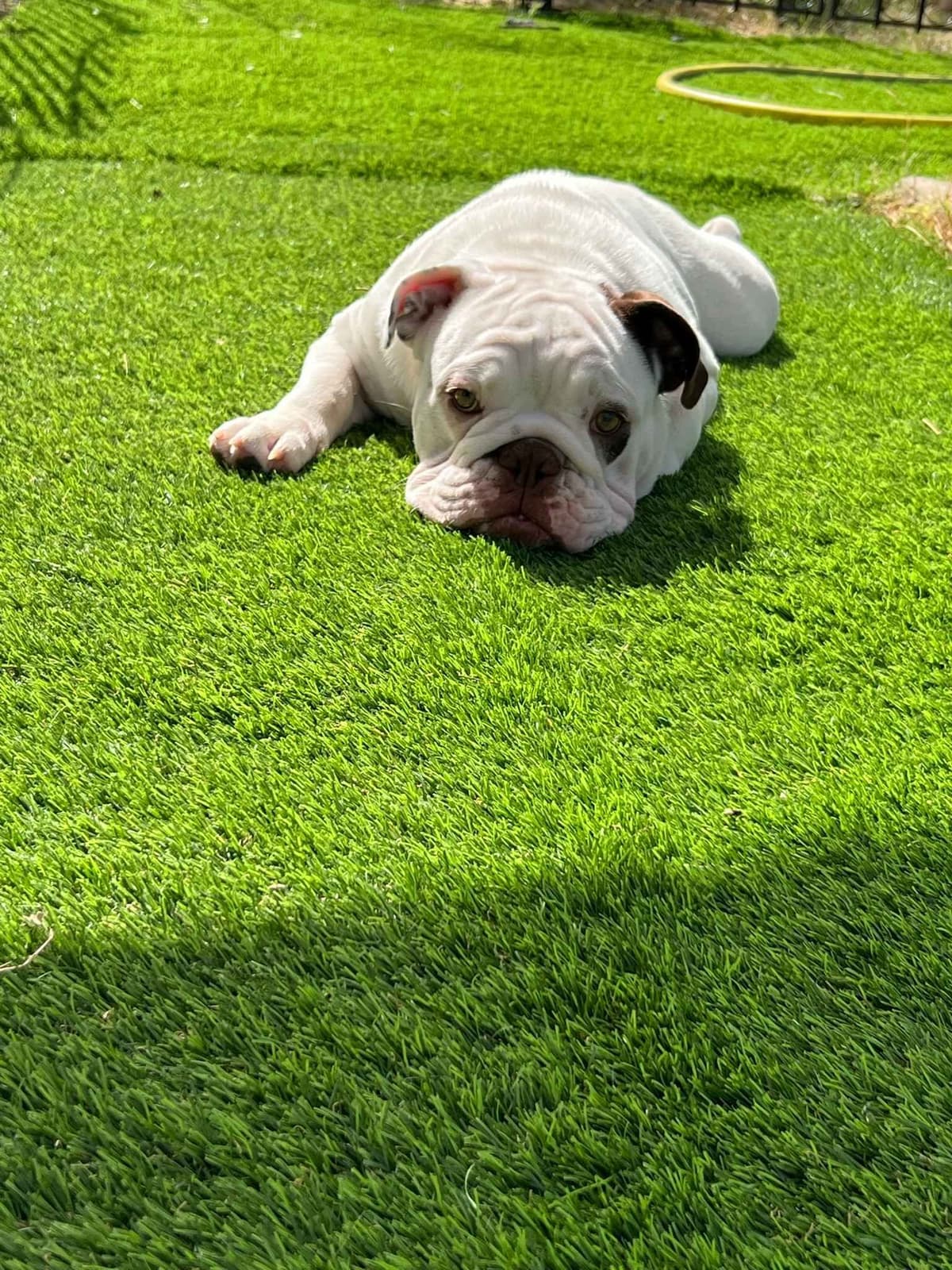 Bulldog Puppies breeder image 16