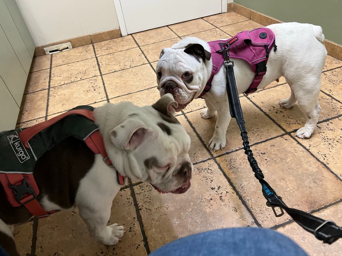 Bulldog Puppies breeder image 17