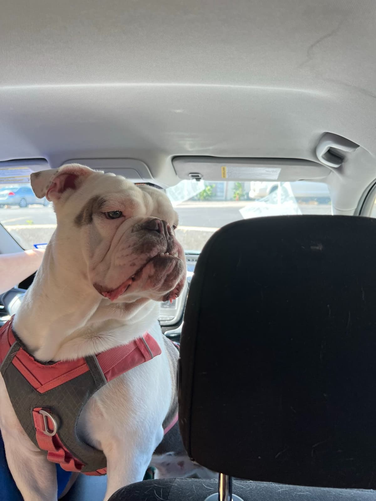 Bulldog Puppies breeder image 19
