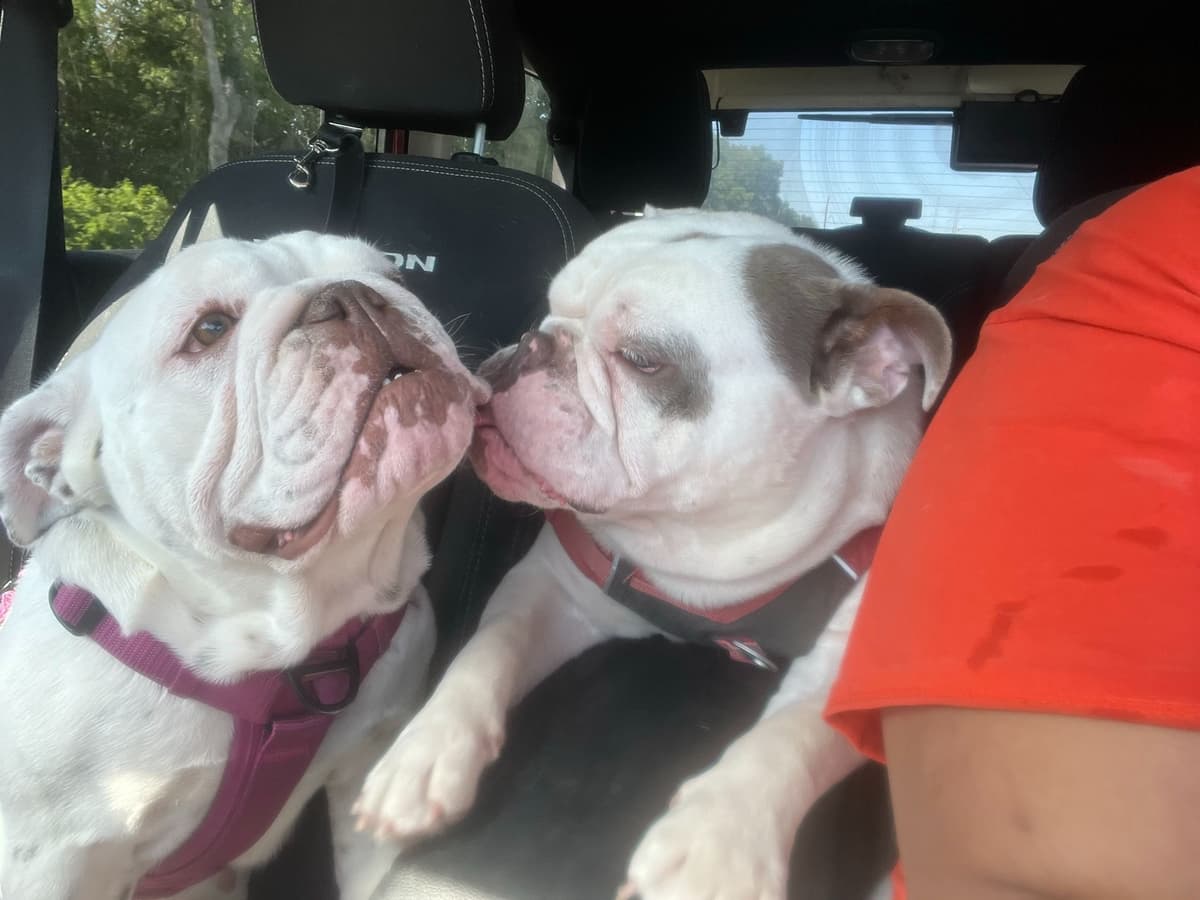 Bulldog Puppies breeder image 21