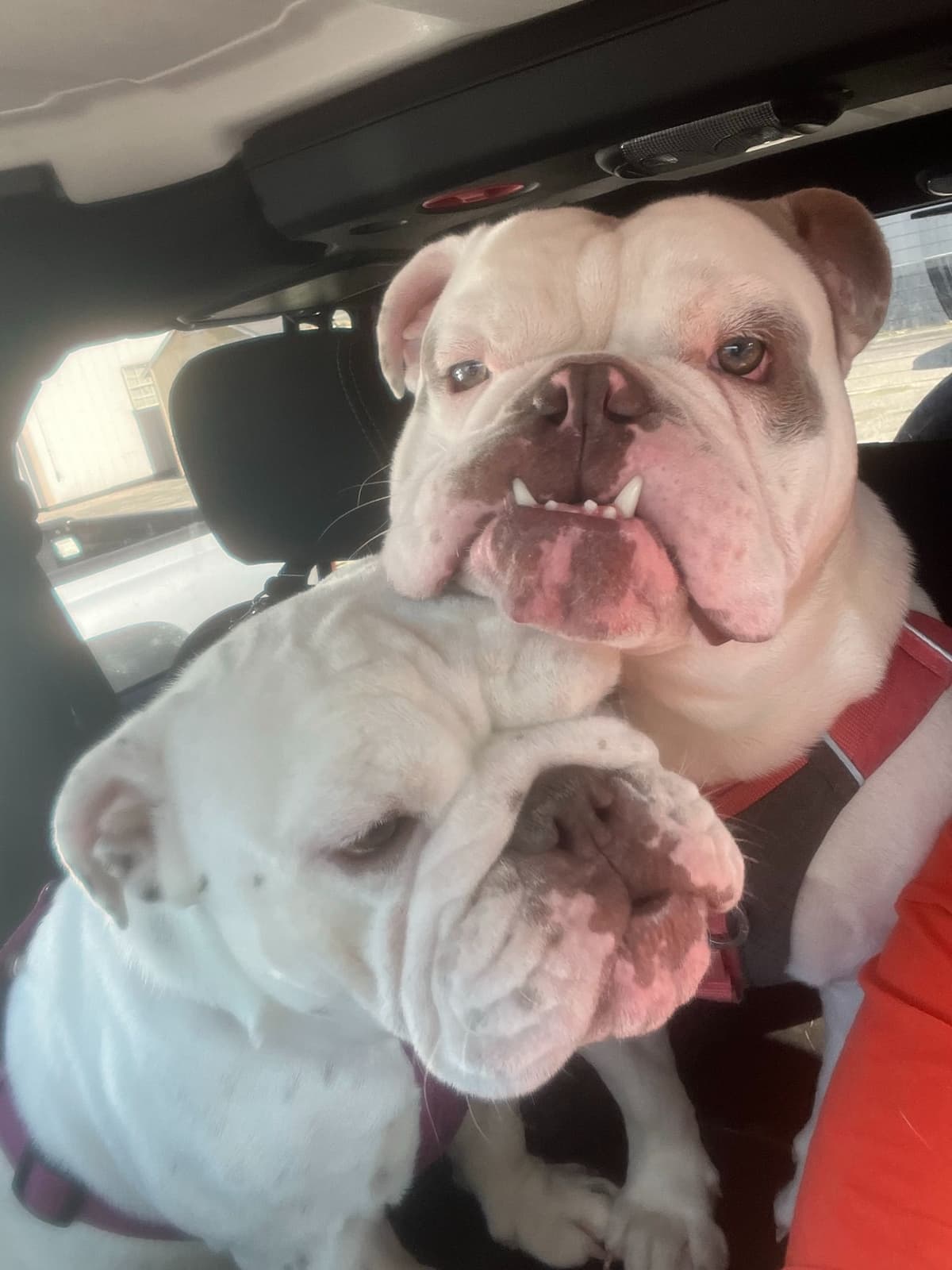 Bulldog Puppies breeder image 24