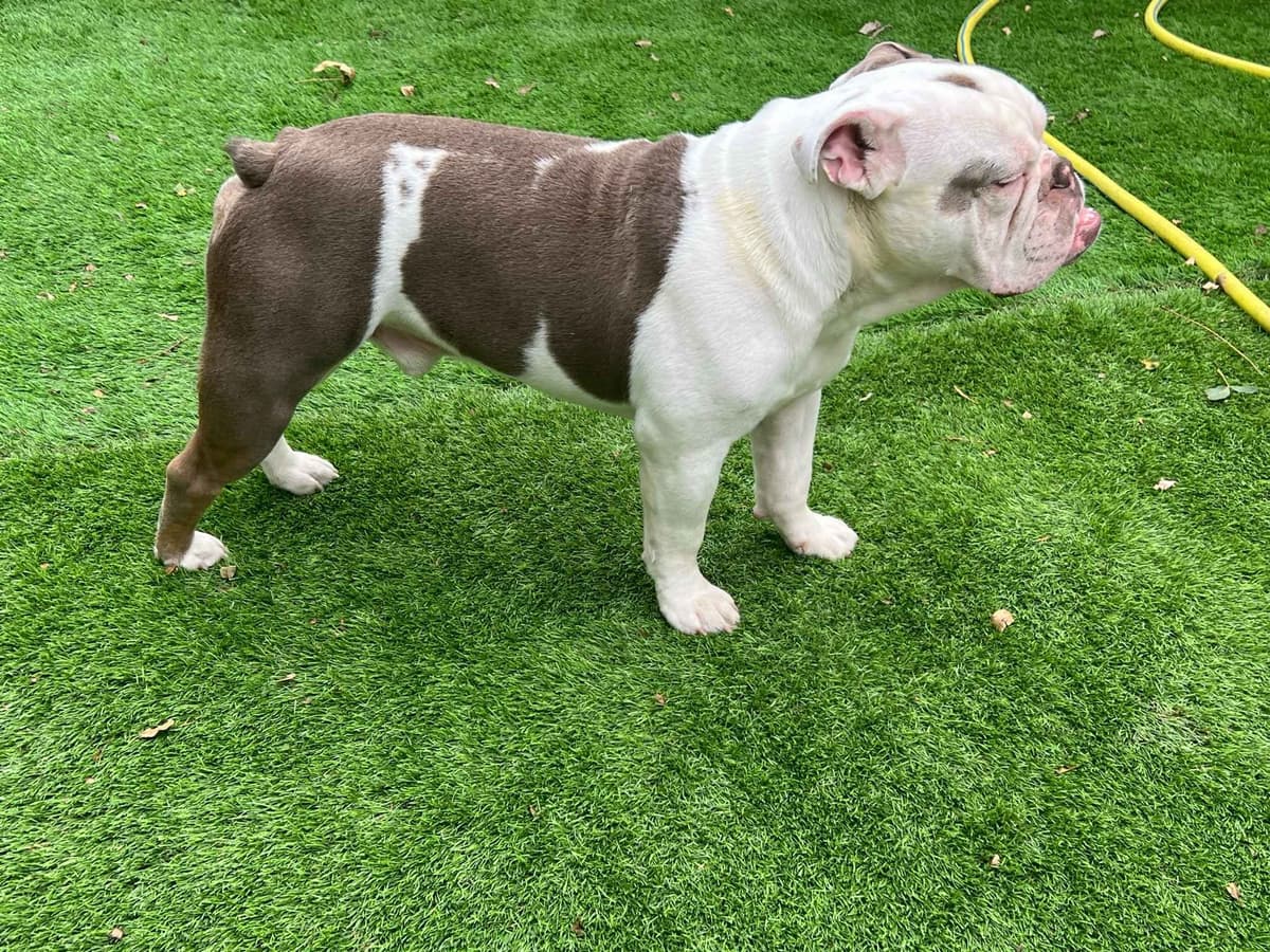 Bulldog Puppies breeder image 25