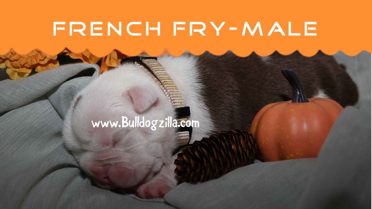 Bulldog Puppies breeder image 6