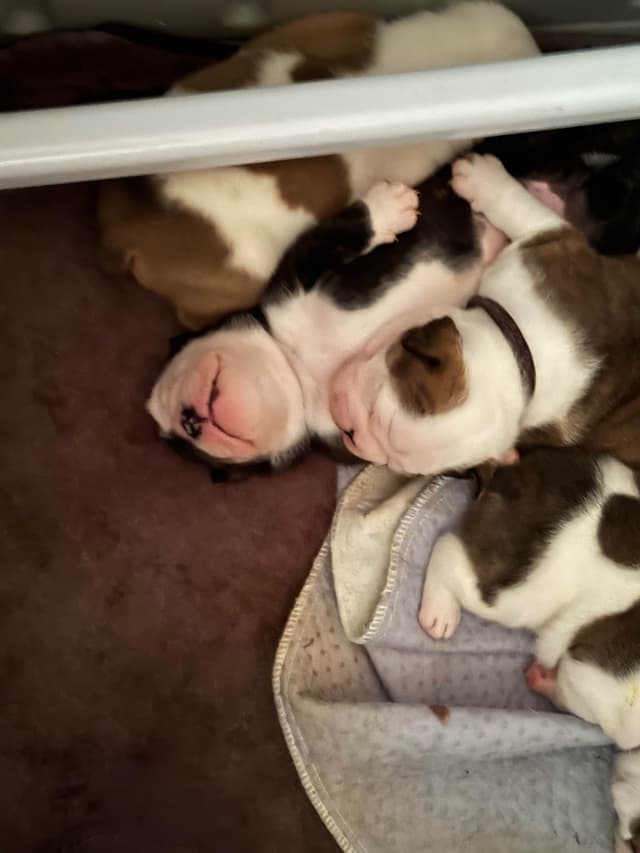 Bulldog Puppies media 2