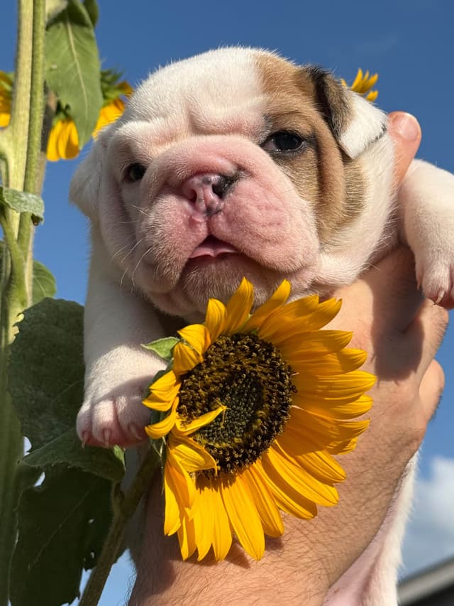 Bulldog Puppies media 3