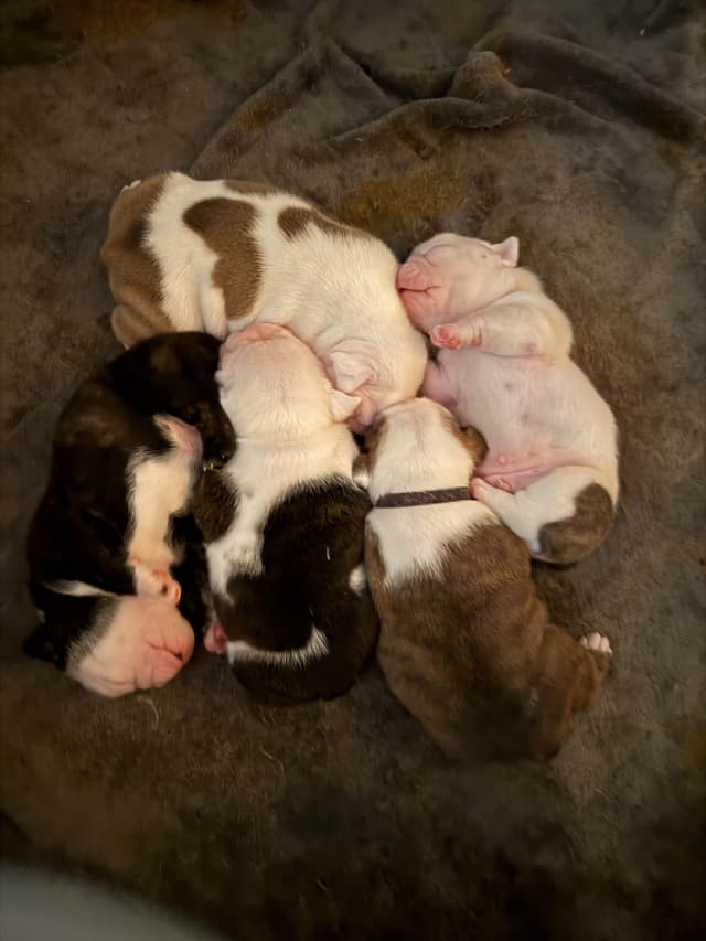 Bulldog Puppies media 5