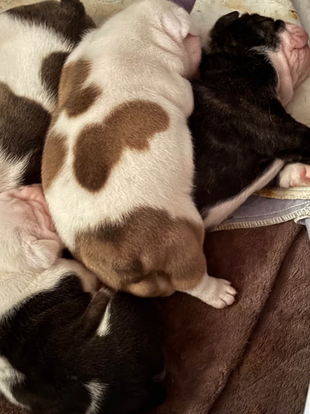 Bulldog Puppies media 6