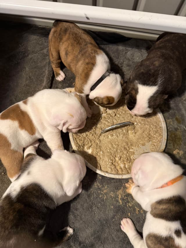 Bulldog Puppies media 7
