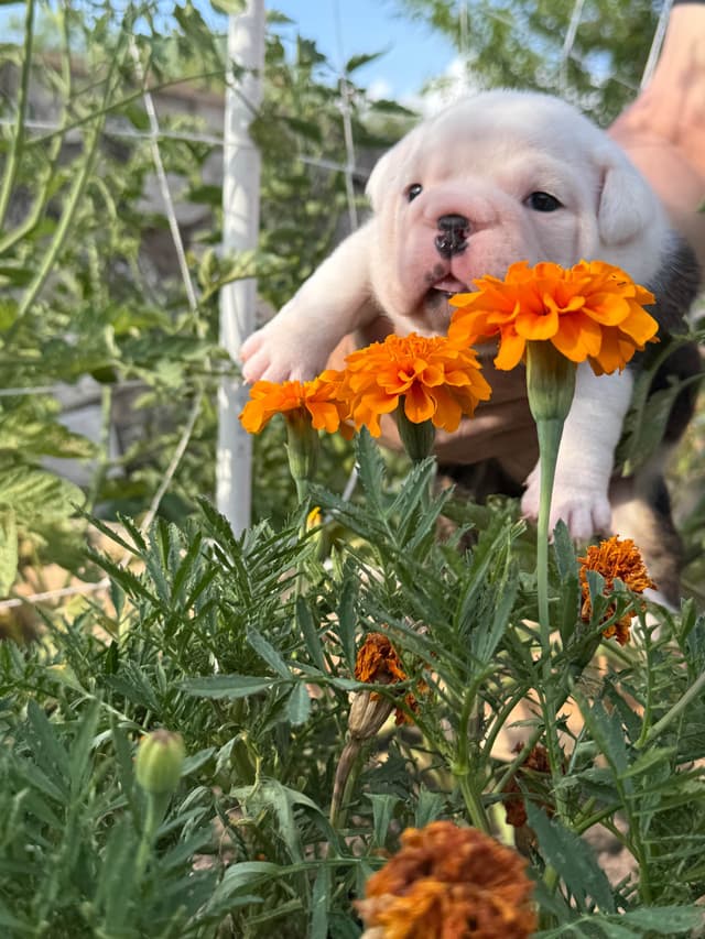 Bulldog Puppies media 8