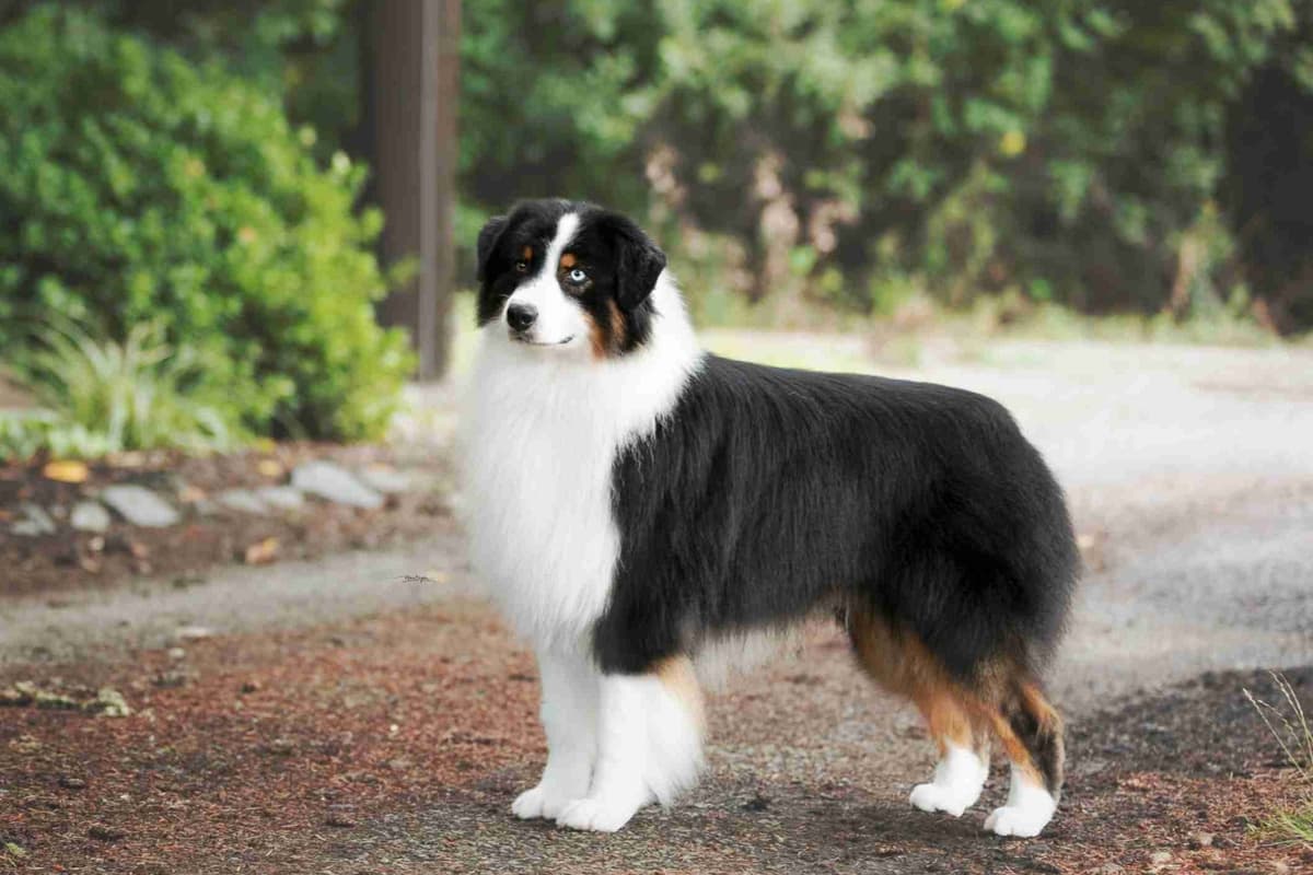 Al Sira Australian Shepherd Puppies breeder image 1