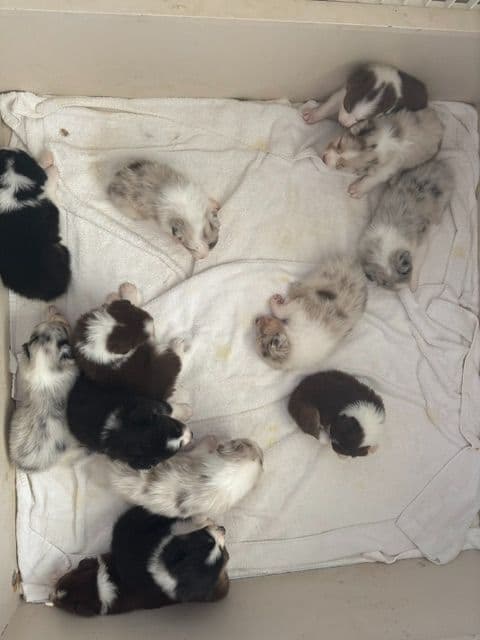 Al Sira Australian Shepherd Puppies media 2