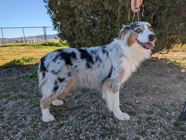 Al Sira Australian Shepherd Puppies media 3
