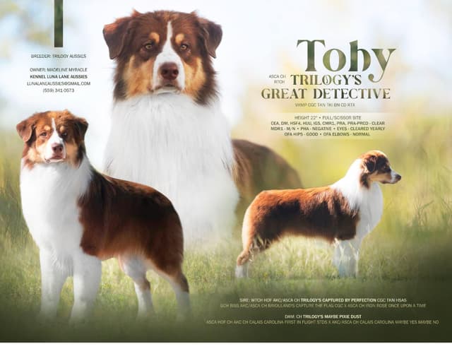 Al Sira Australian Shepherd Puppies media 2