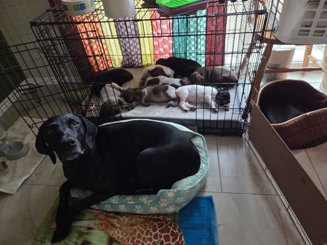 German Shorthaired Pointer Puppies media 2