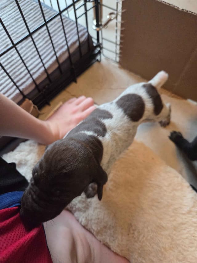 German Shorthaired Pointer Puppies media 3