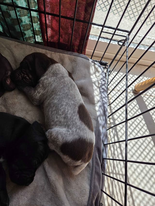 German Shorthaired Pointer Puppies media 4