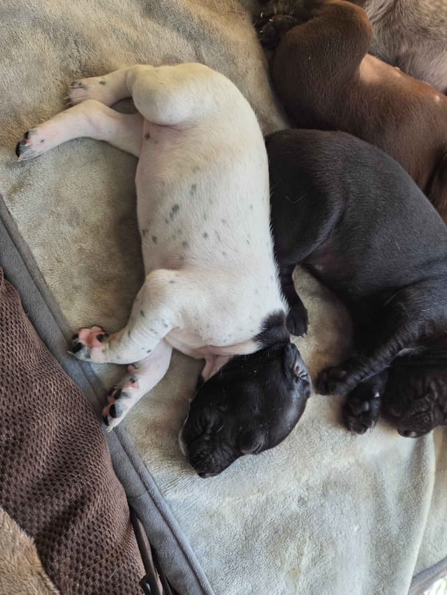 German Shorthaired Pointer Puppies media 5