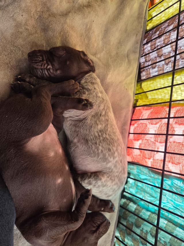 German Shorthaired Pointer Puppies media 6