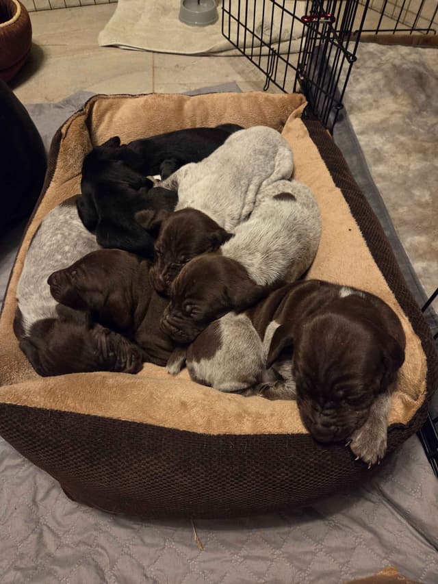 German Shorthaired Pointer Puppies media 7