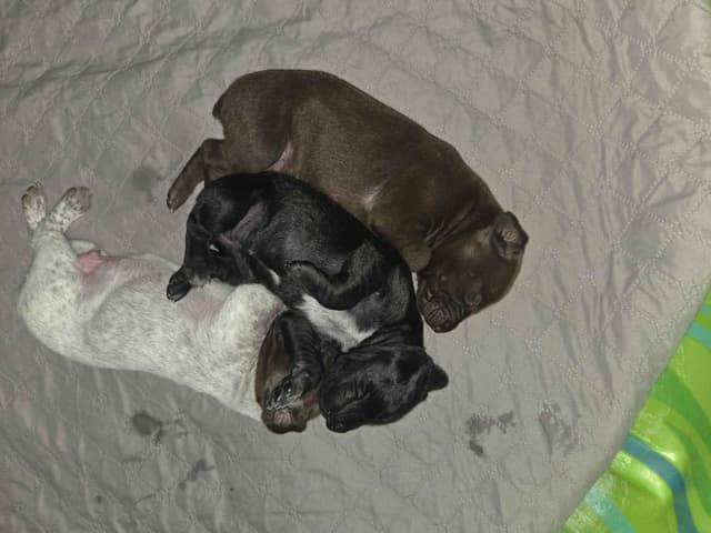 German Shorthaired Pointer Puppies media 8