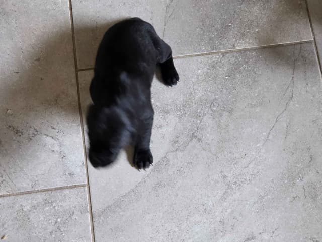 German Shorthaired Pointer Puppies media 9