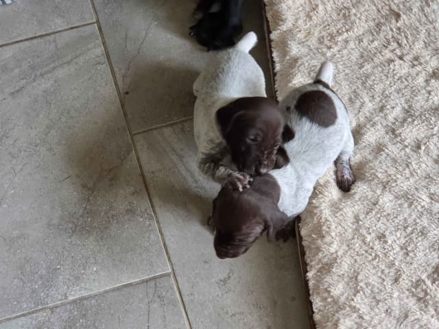 German Shorthaired Pointer Puppies media 11