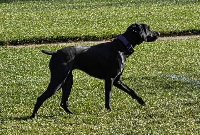 German Shorthaired Pointer Puppies media 10