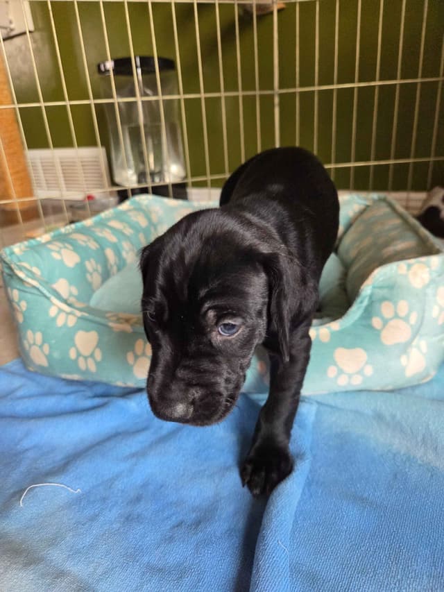 German Shorthaired Pointer Puppies media 14