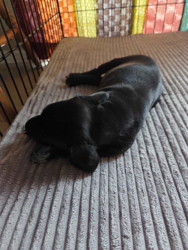 German Shorthaired Pointer Puppies media 12