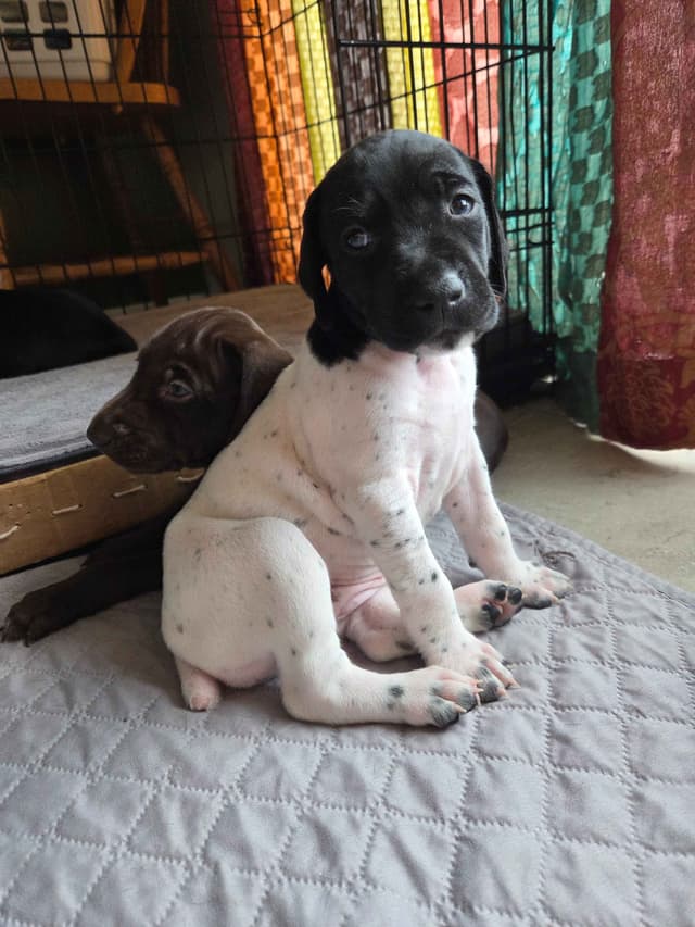 German Shorthaired Pointer Puppies media 13