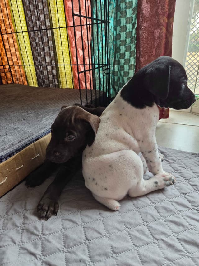 German Shorthaired Pointer Puppies media 15