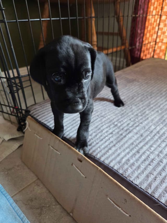 German Shorthaired Pointer Puppies media 16