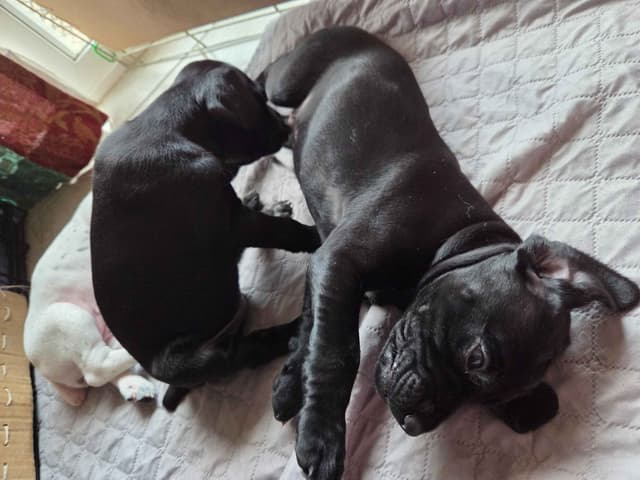 German Shorthaired Pointer Puppies media 17