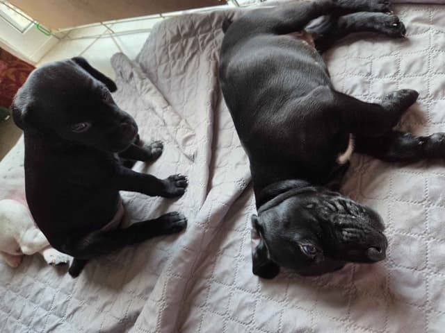German Shorthaired Pointer Puppies media 18