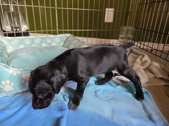 German Shorthaired Pointer Puppies media 20