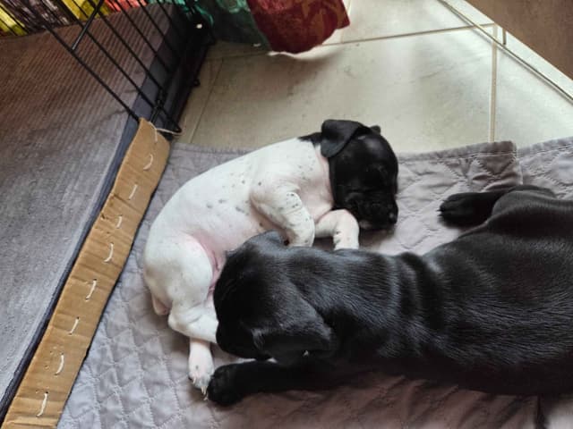 German Shorthaired Pointer Puppies media 19